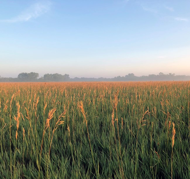 A grassland covered in green stems and yellow-brown seed heads as far as the eye can see with scattered trees in the background