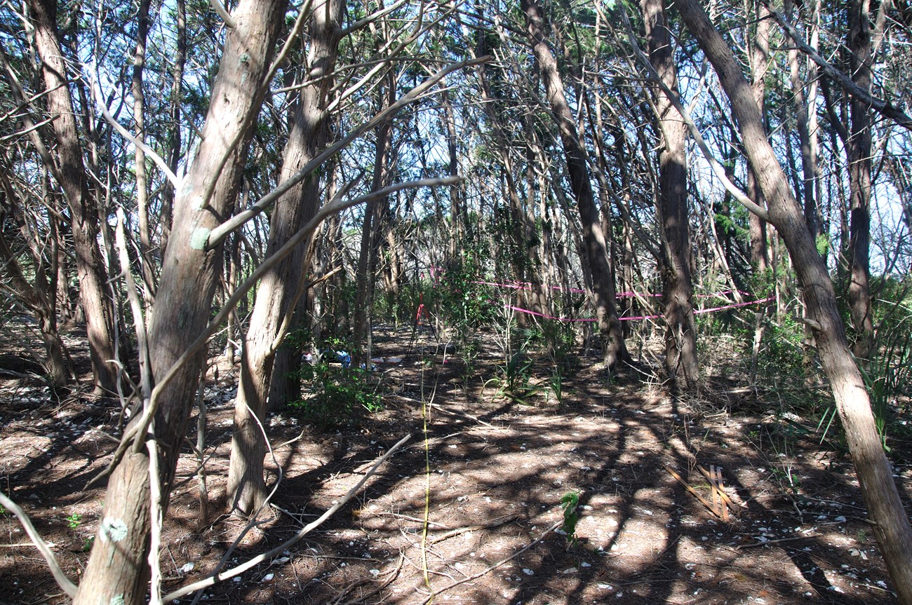 Canopy of trees
