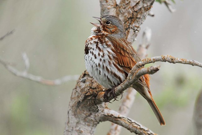 Fox sparrow