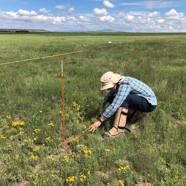 FOUN Biologist A biologist measures grasses and flowers.