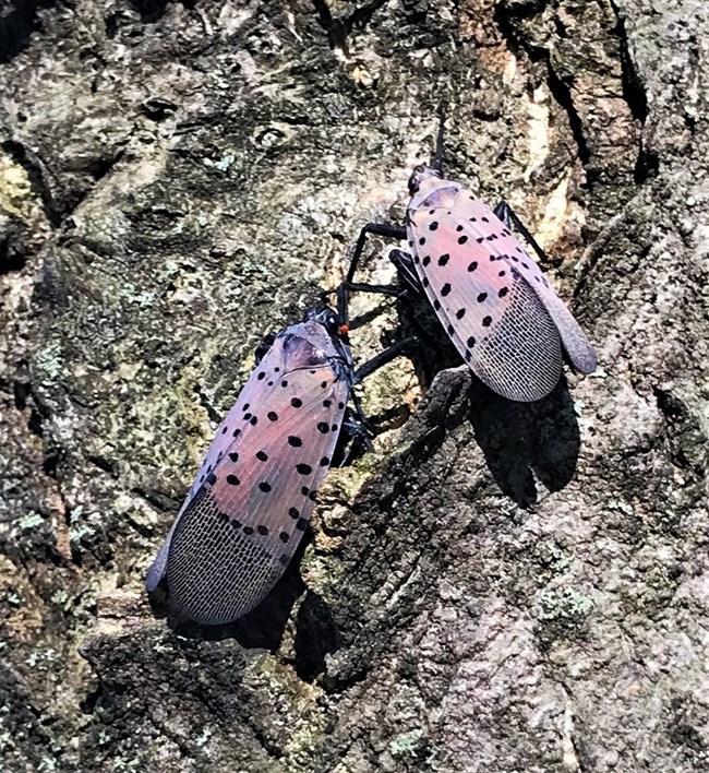 two winged insects with spots sit on gray tree bark