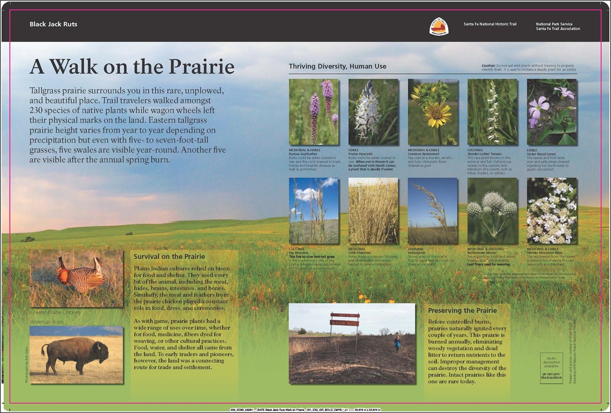 An exhibit panel describing the different plant life on a prairie. Full description available below.