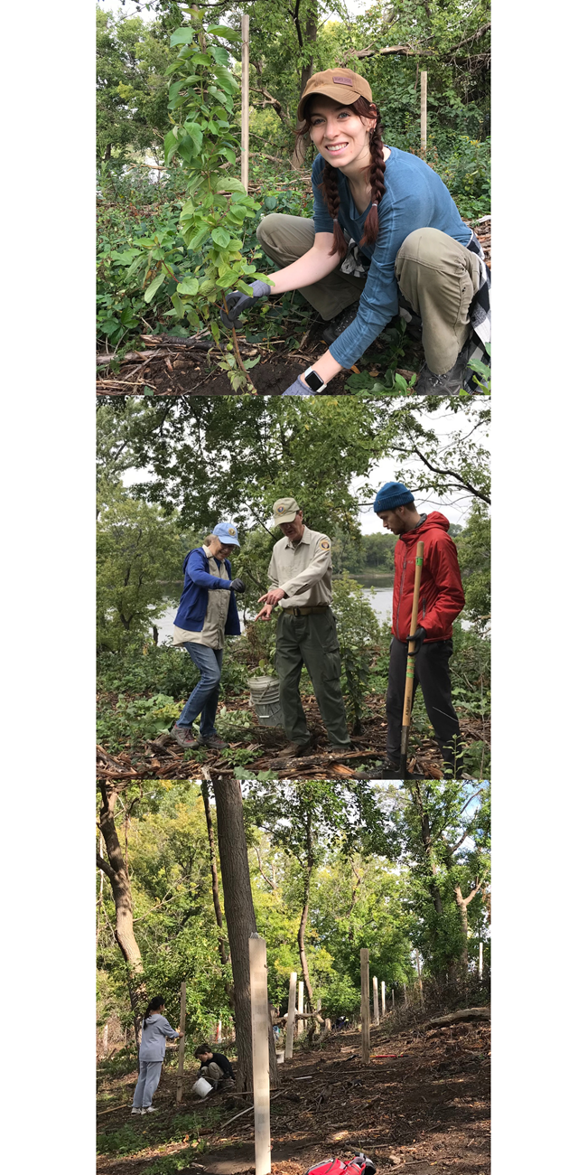 FY22 NPLD event MISS Collage A photo collage of volunteers performing vegetation removal on National Public Lands Day at Mississippi National River and Recreation Area.