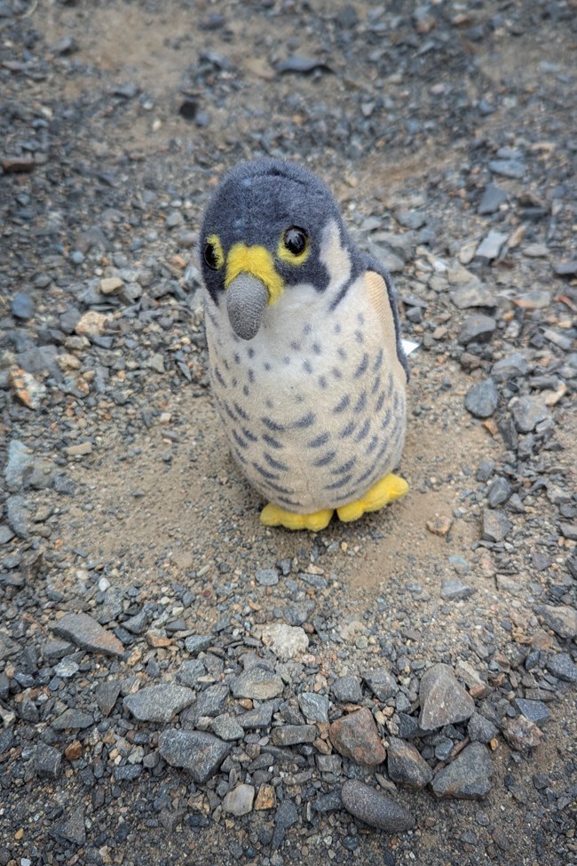 The model Peregrine scrape site made by visiting falcon fans. The model Peregrine scrape site made by visiting falcon fans.