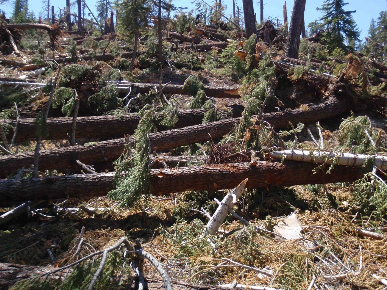 Windthrown trees in Devils Postpile National Monument At least 10 to a dozen trees blown over in the same general direction on a slope. Numerous green branches remain on the fallen trees.