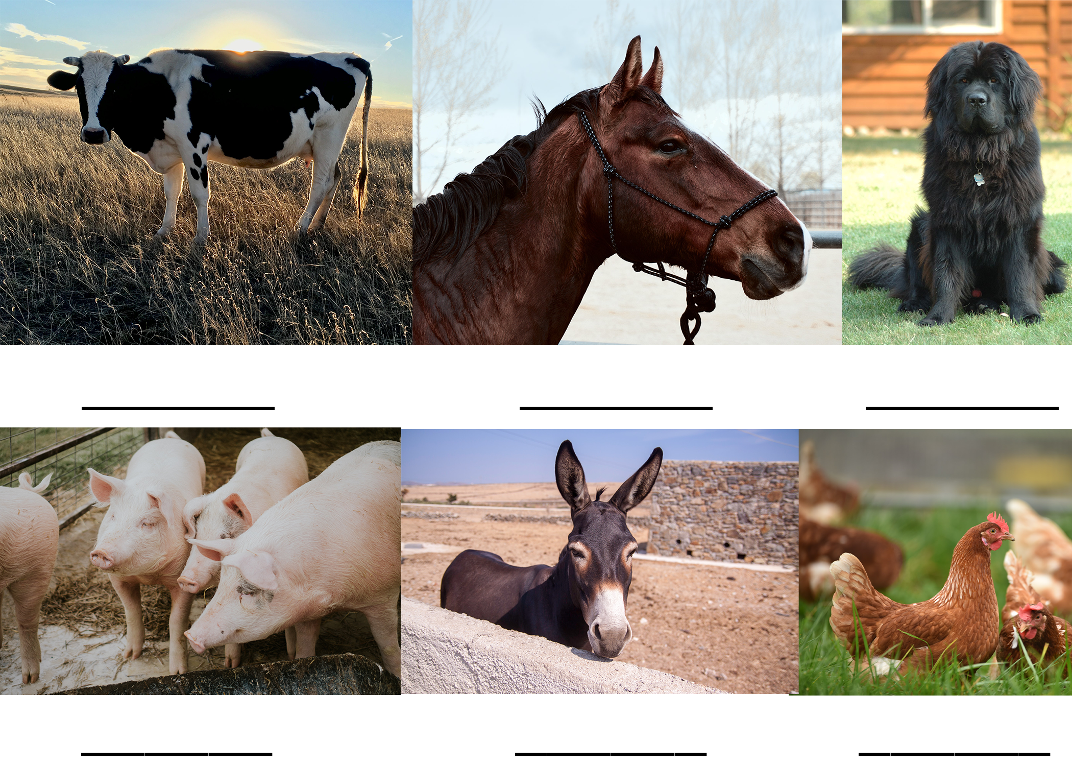 Farm Animals Activity Six images of animals. From left going clockwise, a black and white cow, a brown horse, a black dog, four pink pigs, a brown mule, and a brown chicken.
