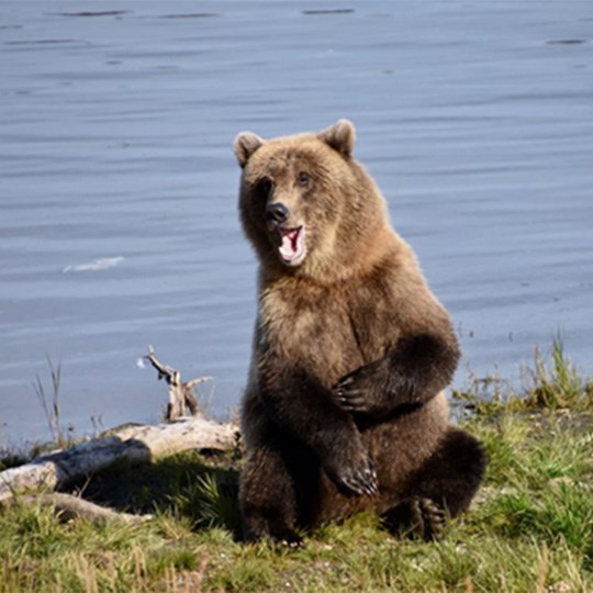 a large brown bear sitting in a grassy area with a body of water behind it
