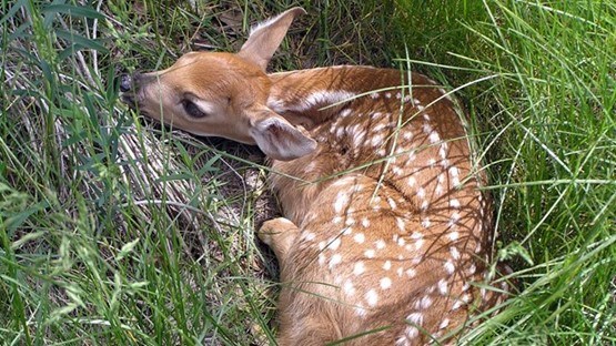 A baby White-Tailed Deer laying still on the ground in tall grass.