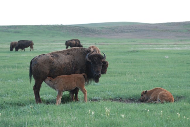 a female bison nursing her young calf with other bison in the background