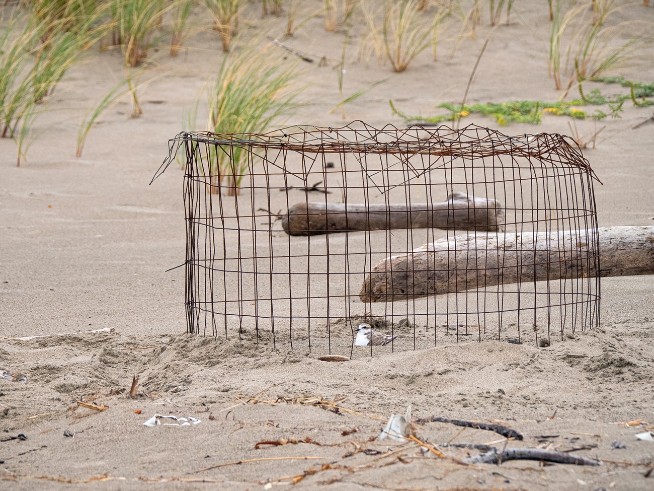 Small white and tan shorebird sitting towards the top of a beach, in the center of a wire mesh exclosure.