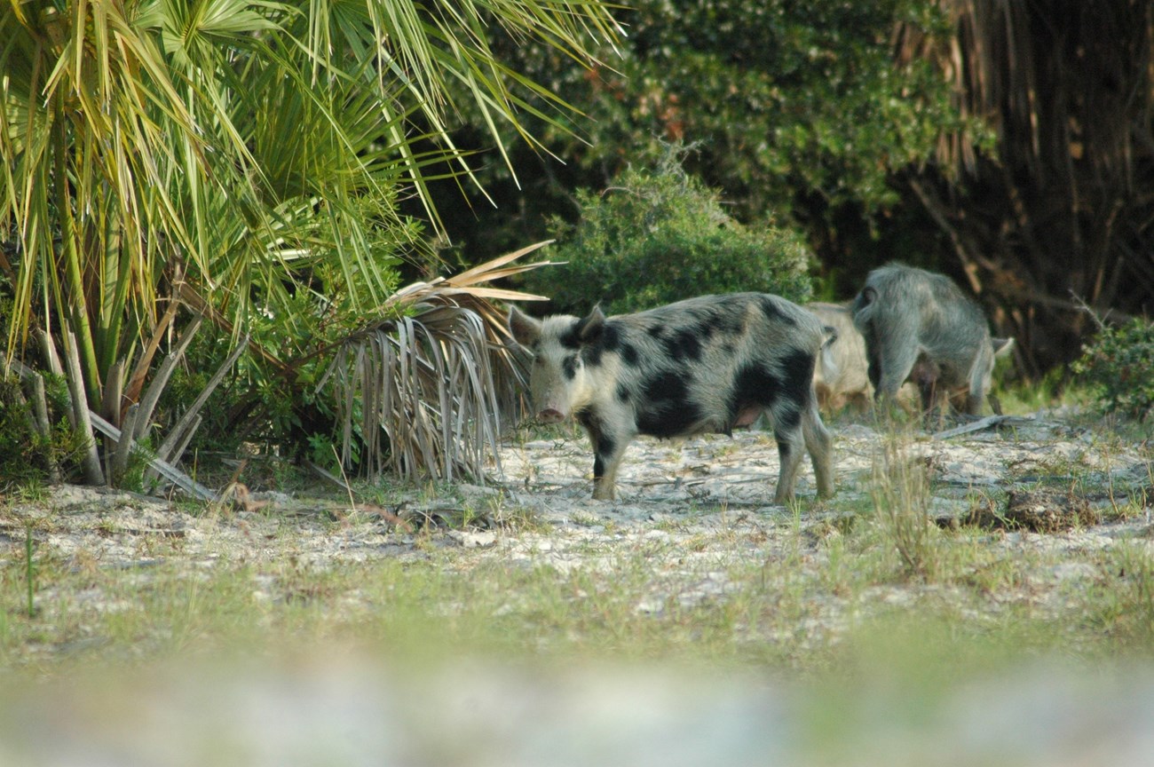 Feral pig in the brush on the beach looking at the camera with wither pigs in the background. Feral pig in the brush on the beach looking at the camera with wither pigs in the background.
