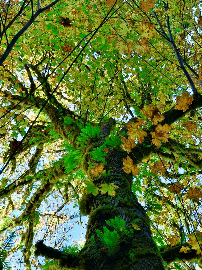 Lush ferns and mosses grow on the trunk of a large maple tree.