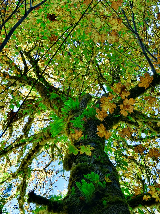 Ferns on maple trunk Lush ferns and mosses grow on the trunk of a large maple tree.