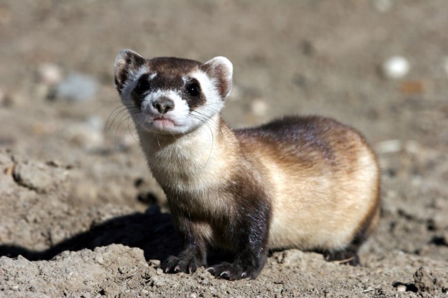 a tan ferret with a black mask and black legs looking at the camera