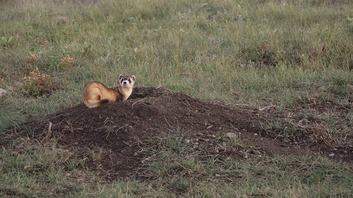 a tan ferret with a black mask on a dirt mound