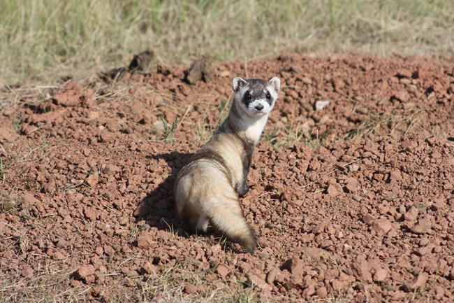 Black-Footed Ferret Sandy ferret with bushy tail turning to face the camera