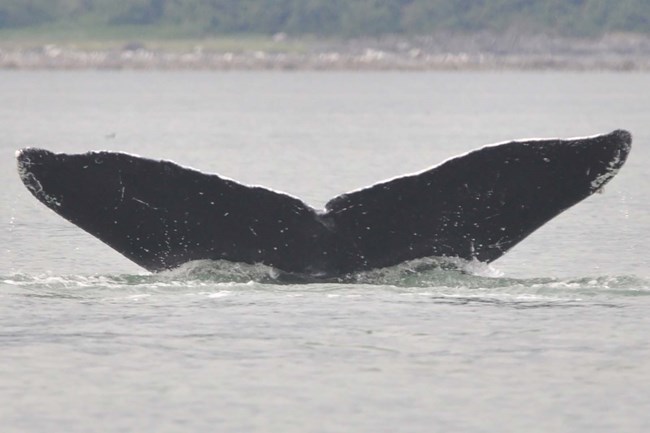 humpback whale tail flukes