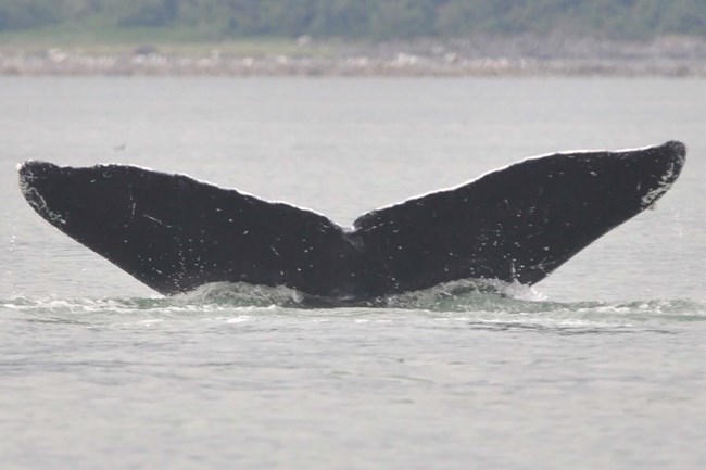 Festus fluke_webtile humpback whale tail flukes