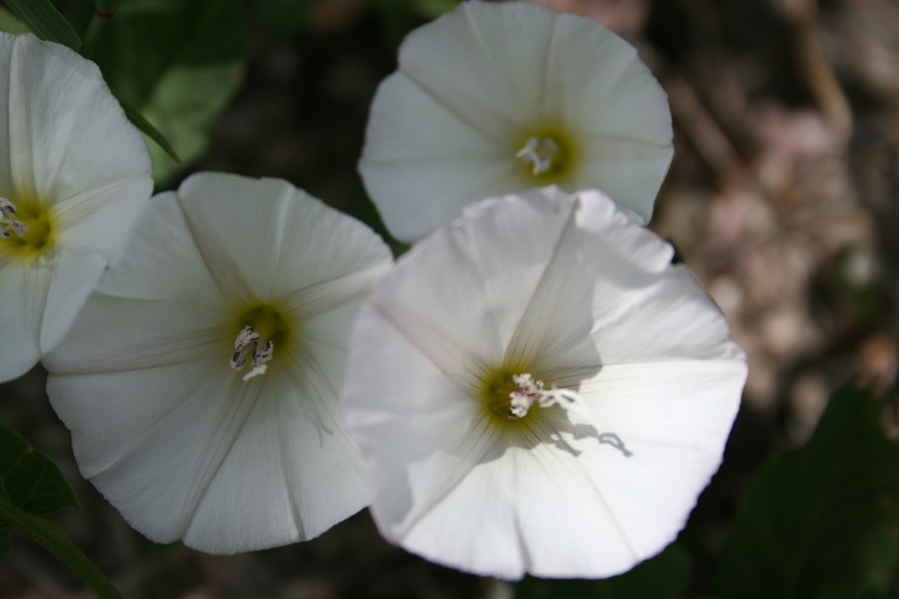 This invasive vine produces white, funnel-shaped blooms and forms dense patches that crowd out native plants. Cluster of white, funnel-shaped flowers with yellow centers and delicate veins.