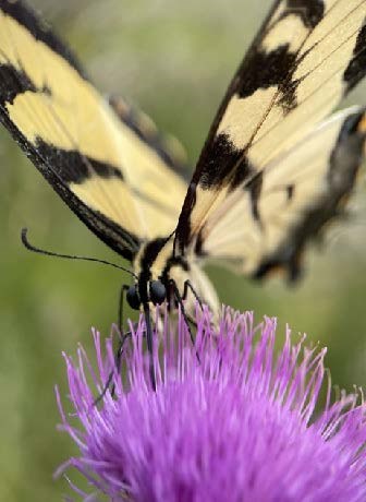 Field Thistle and Swallowtail a butterfly perches on a delicate purple thistle flower