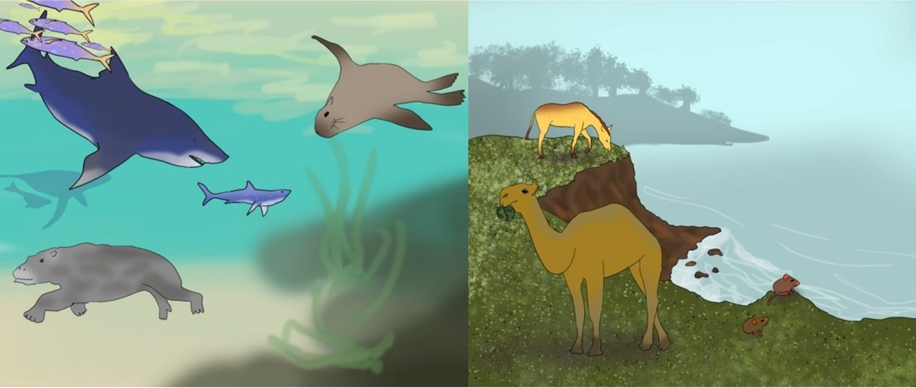 Illustration of extinct life: marine species (sharks, bony fish, whales, a seal, and a hippo-like desmostylian) among seaweeds, and terrestrial species (camel- and horse-like animals, plus mouse-like rodents) on a bluff overlooking the sea.