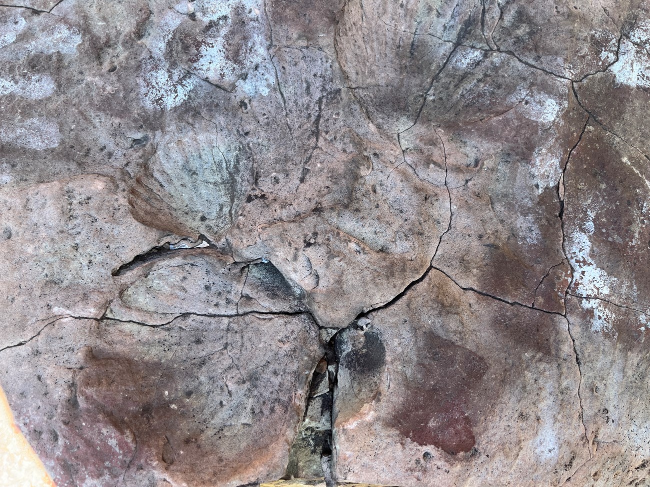 Several impressions of strongly ridged symmetric seashells in a cracked rock.