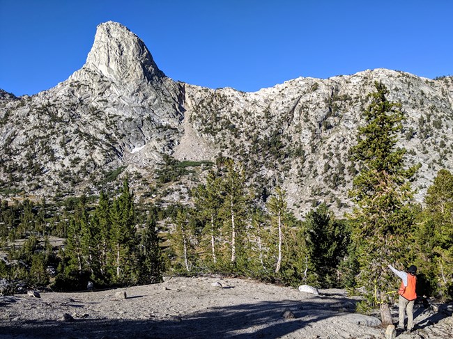 Field biologist measuring a tree in a stand of whitebark pine, with view of granite dome.