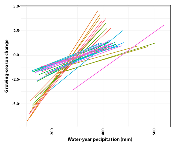 Multicolored slanted lines on a plot show how 13 polygons respond to water‑year precipitation; lines differ in slope and position, indicating varied sensitivity and drought tolerance.