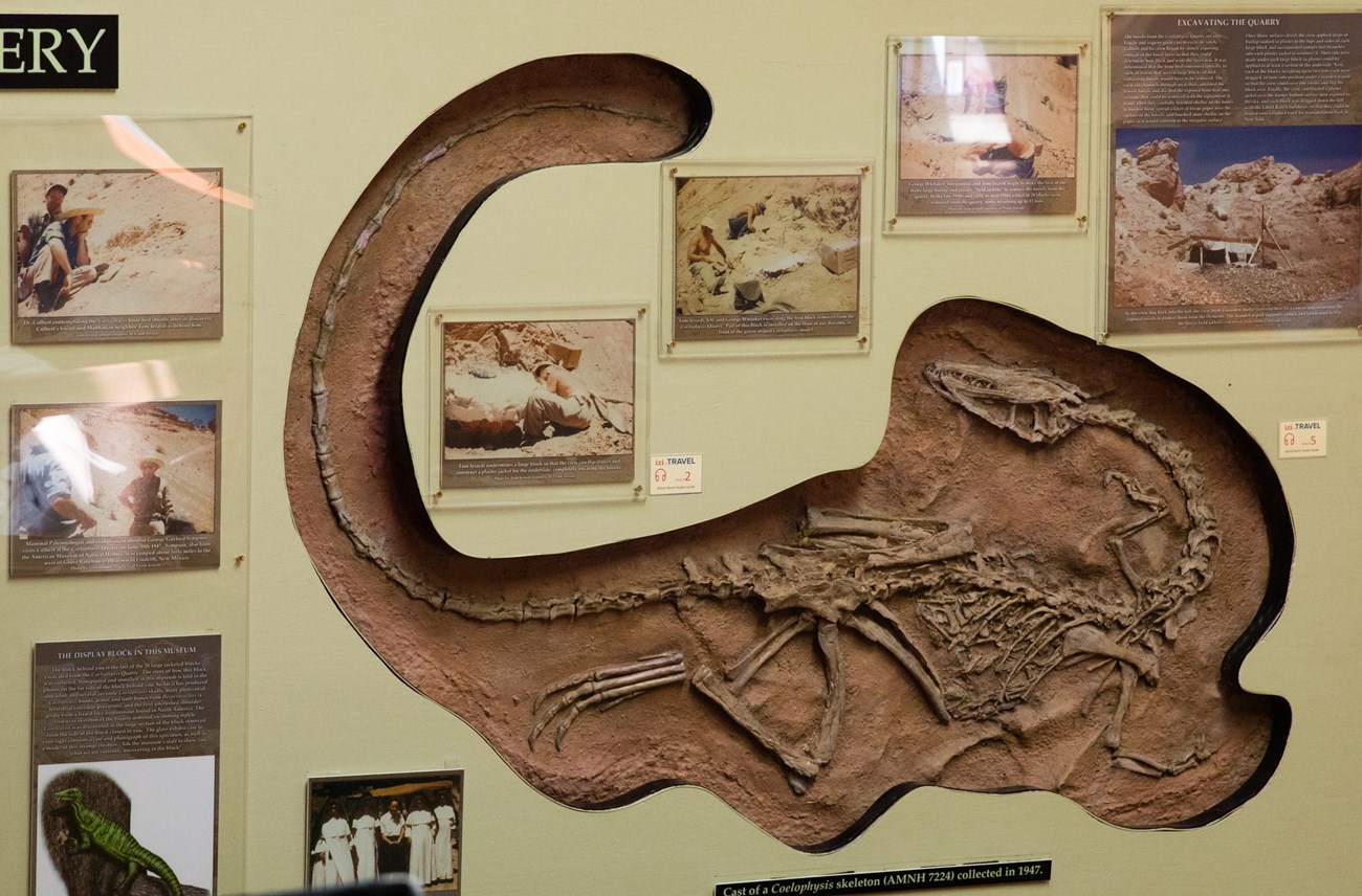 Fig 1_Coelophysis_Ghost Ranch A fossil skeleton on display hanging on a wall with five photographs