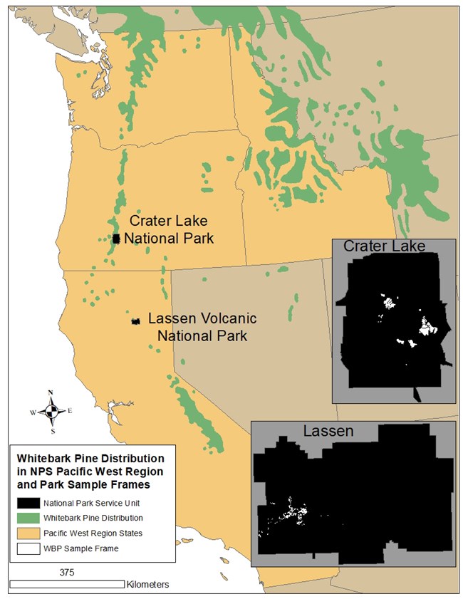 Whitebark pine occurs in high elevation areas throughout the west, including in Crater Lake and Lassen Volcanic National Parks.