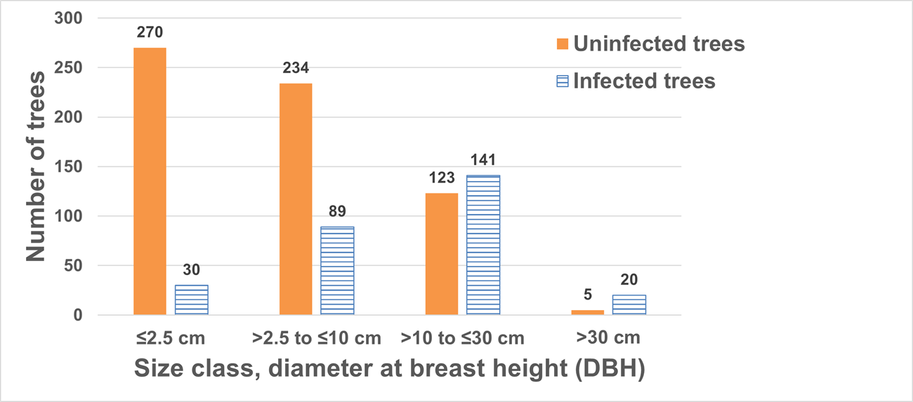 Bar chart of whitebark pine trees infected with blister rust compared with the total number of trees surveyed in 2023, showing that proportion infected was highest in the 10-30 cm dbh size class.