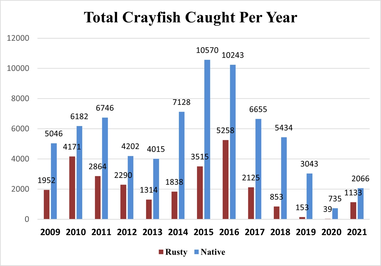 Fig 3 Number of Crayfish Captured a graph shows about twice as many native crayfish captured versus invasive crayfish for every year between 2009 and 2021