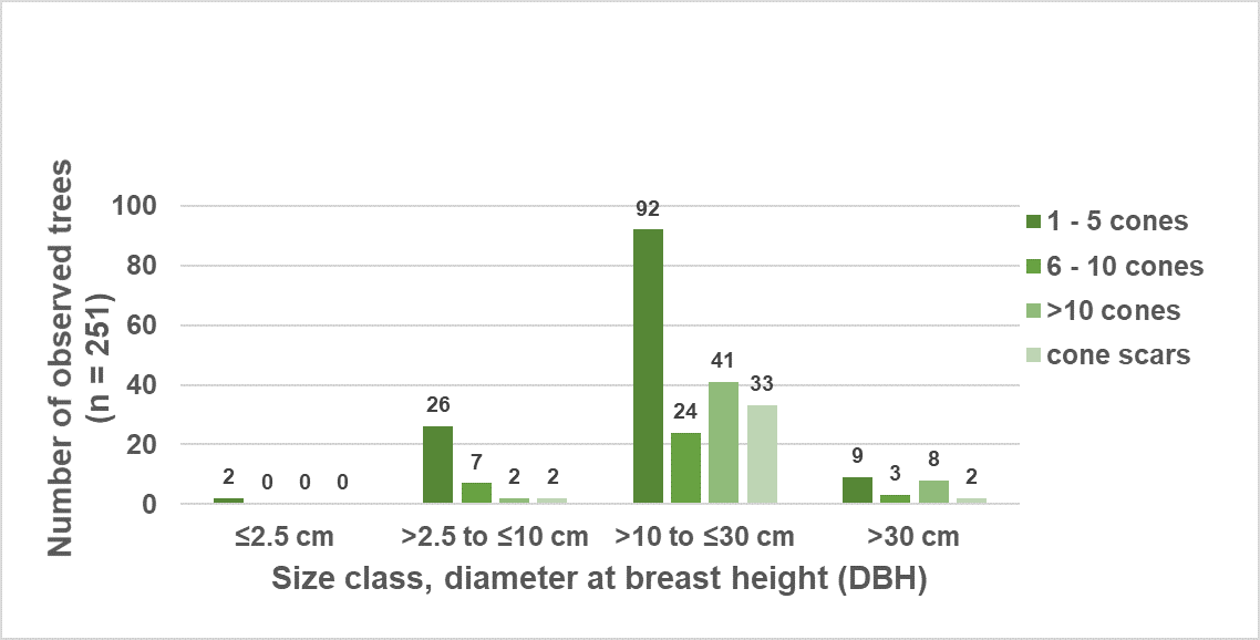 Bar chart showing cone production of five-needle pine trees by size class.