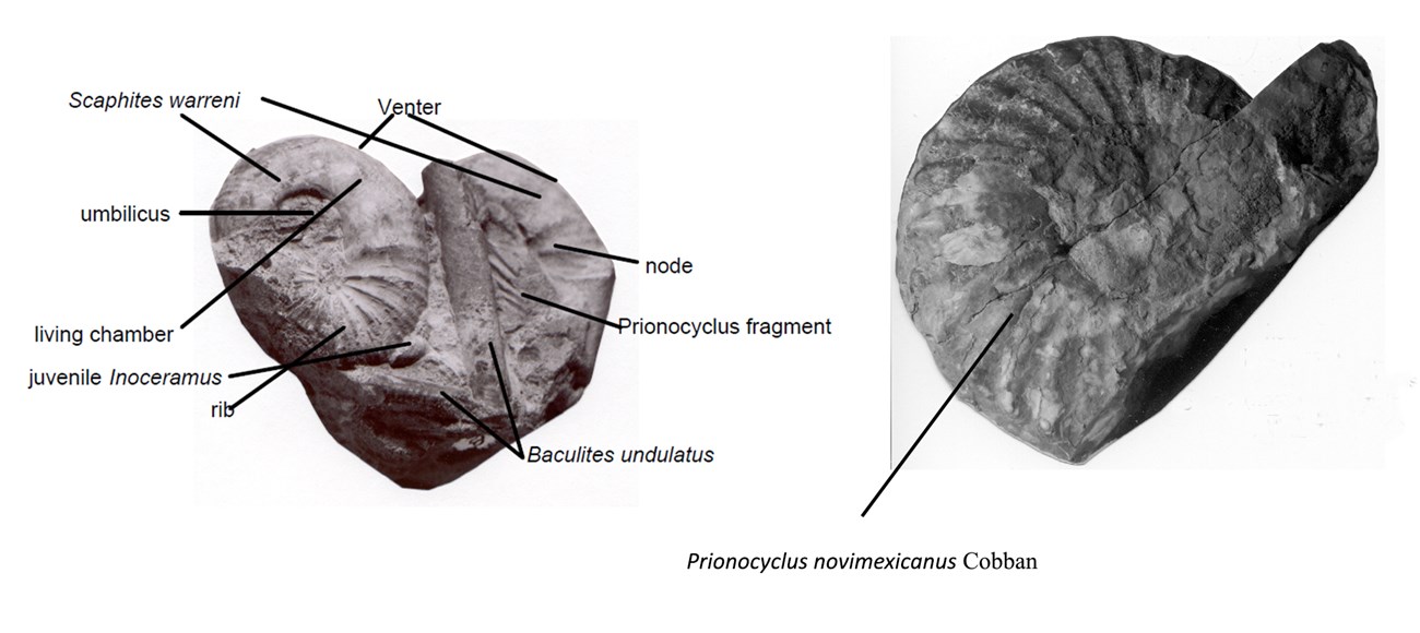 two images of fossil coil-shaped shells