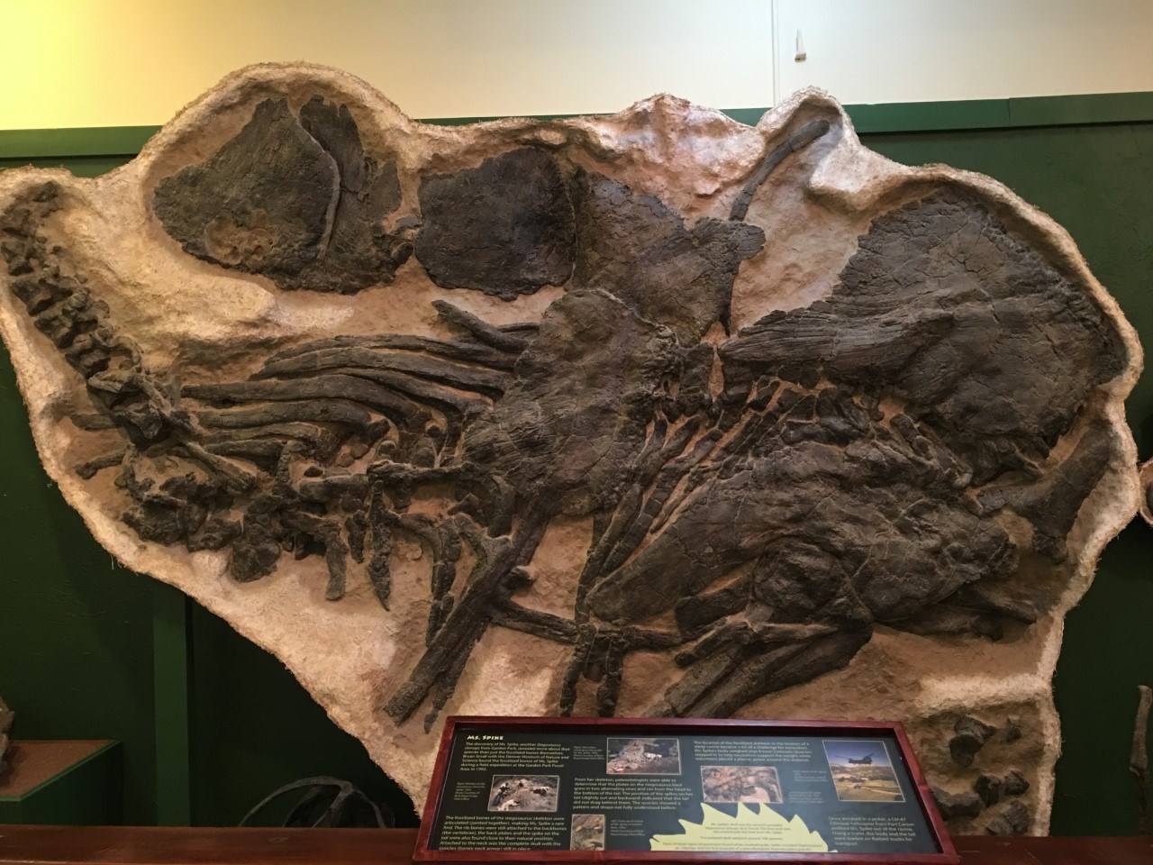 fossil skeleton on display in a museum