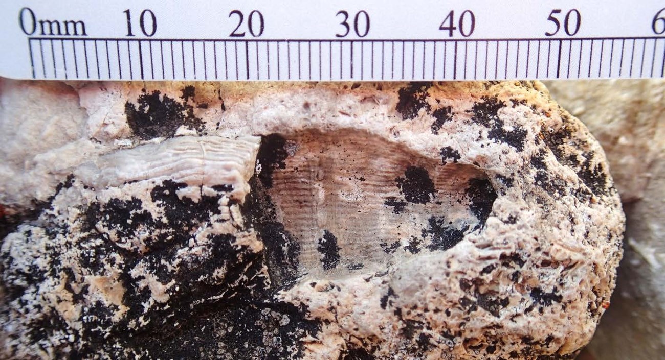 Photo of a fossil mold of a cone-shaped coral.