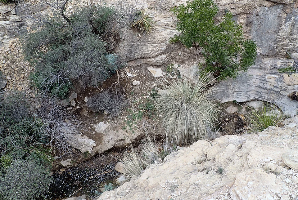 Upper East Grammer Spring A shallow pool in a rocky drainage sparsely dotted with shrubs and grasses.