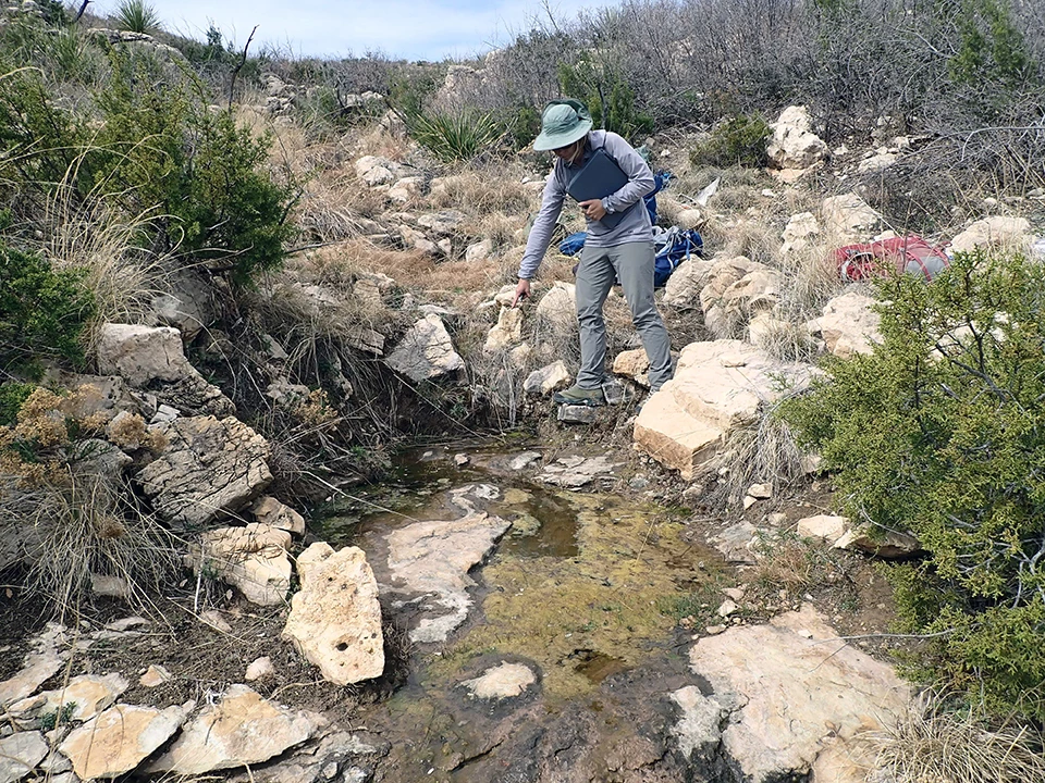 Upper Lechuguilla Spring A crew member points to a shallow pool of water that emerges from under rocks in a drainage dotted with rocks, dried grasses, and shrubs.