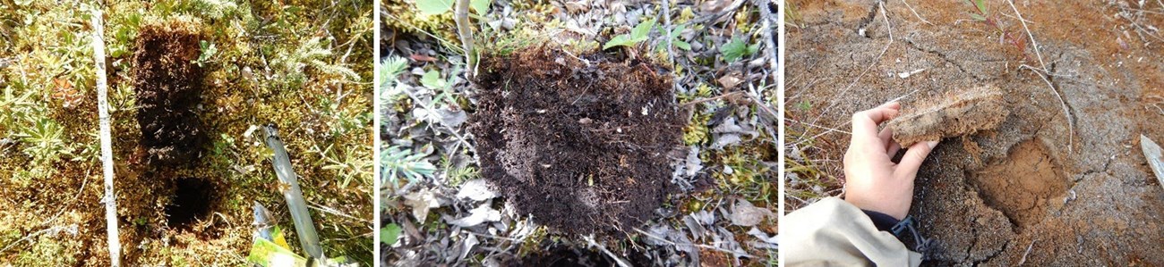 Side by side photos of duff plugs showing organic mat depths from an unburned control plot, and plots burned in 2009 and 2016