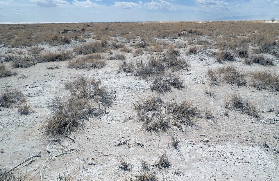 EC-30 Spring A flat, open landscape with whitish, sandy soil dotted with grass clumps.