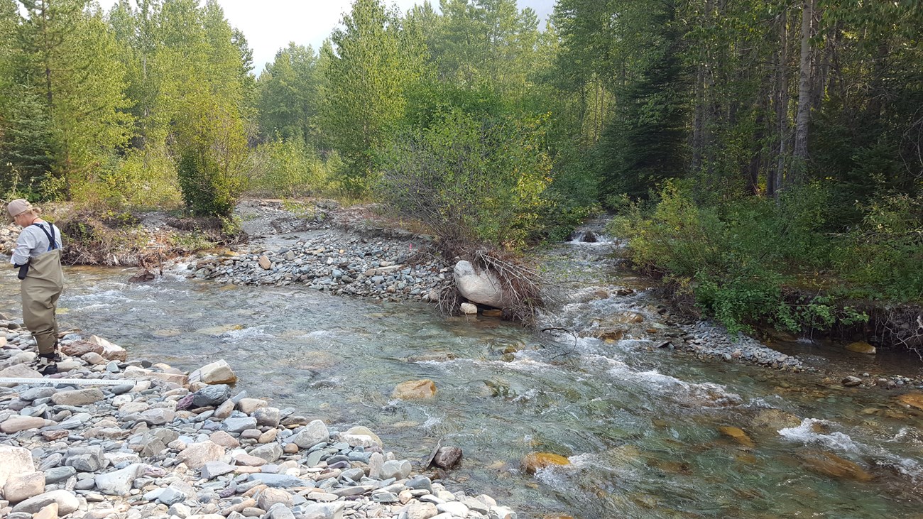 Technician recording information next to a braided stream channel lined by trees and shrubs.