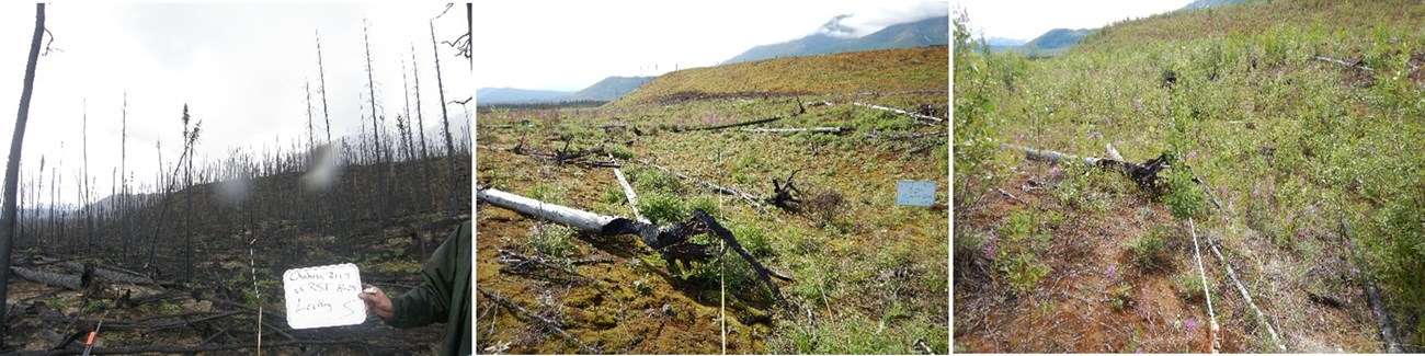 3 side by side photos of a plot burned in 2009 and again in 2016