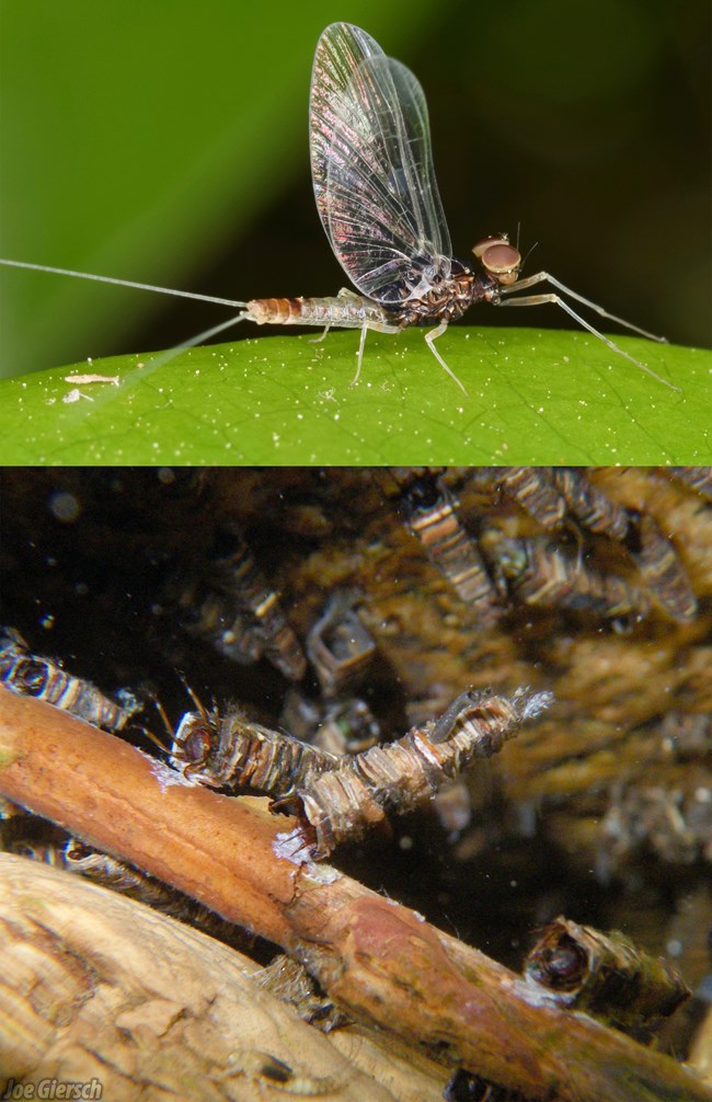 Image collage with adult mayfly on top and caddisfly larvae on bottom.