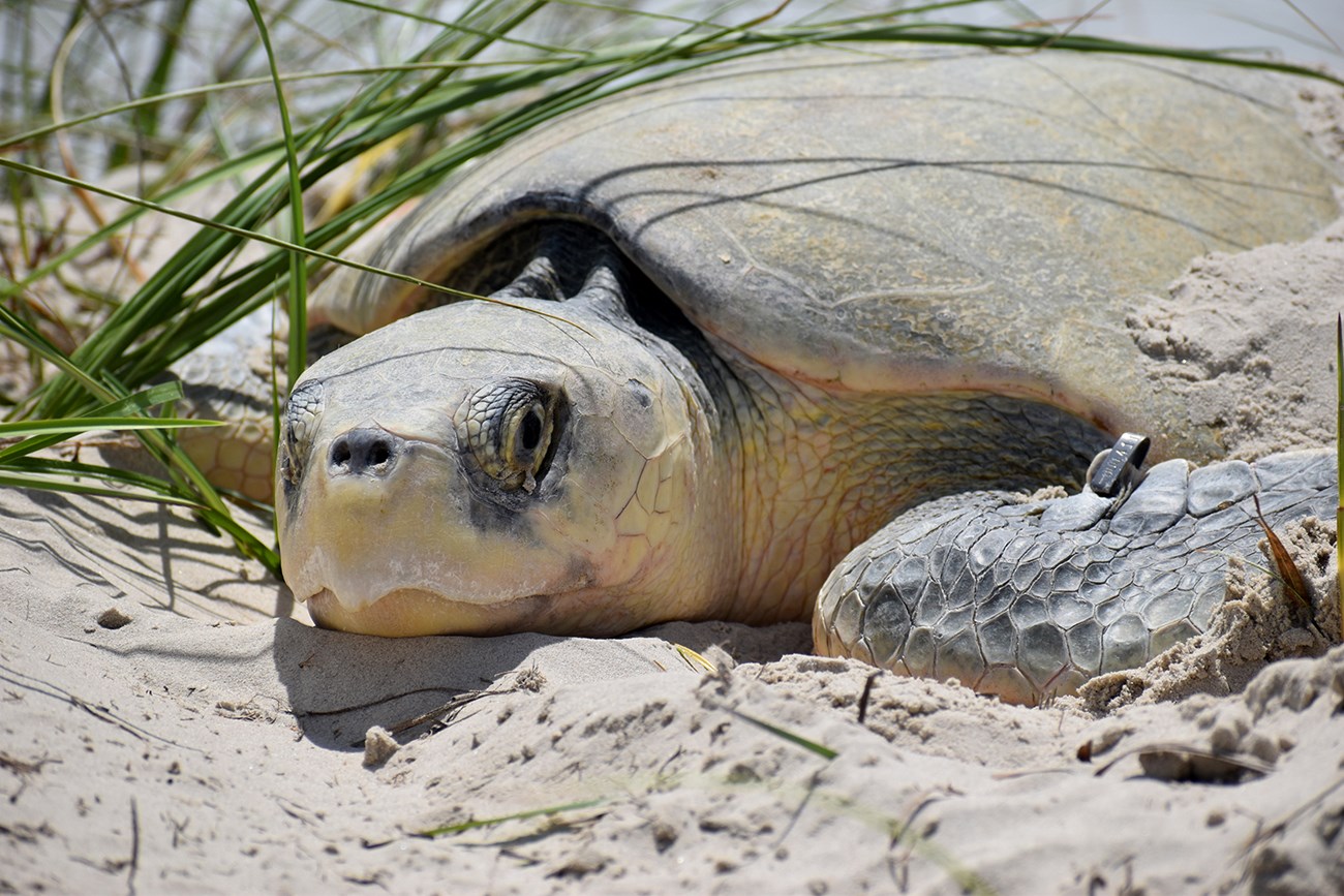 Despite Heroic Efforts Kemp s Ridley Sea Turtles Remain Critically Despite Heroic Efforts Kemp s Ridley Sea Turtles Remain Critically