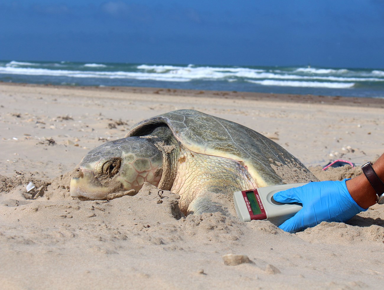 A sea turtle lies in the sand in front of a blue ocean while a gloved hand holds an electronic device next to it.
