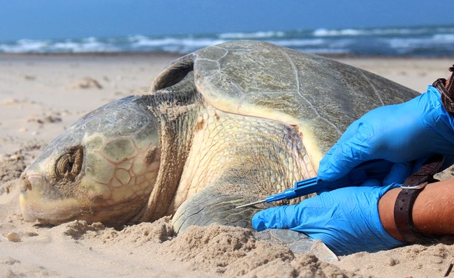 Sea turtle lies on sand in front of a blue ocean while a pair of gloved hands injects a PIT tag into her flipper.