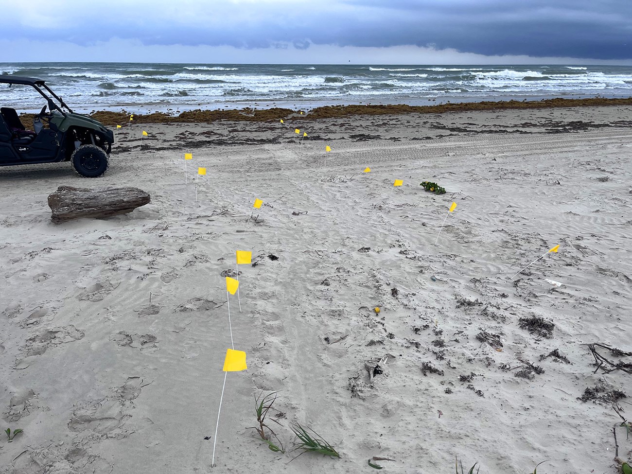 A beach scene showing tracks in the sand marked by a line of yellow flags.