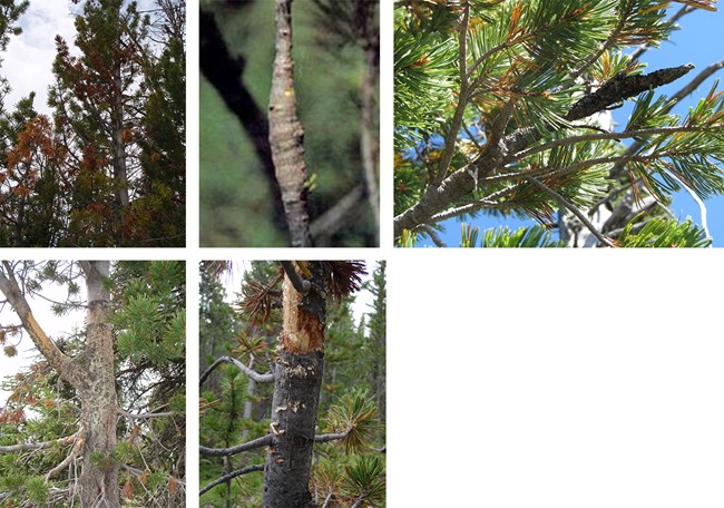 Collage of blister rust infection signs on a tree. Collage of photos showing signs of blister rust infection, including brown needles, swelling, chewed bark, and orange fungus.