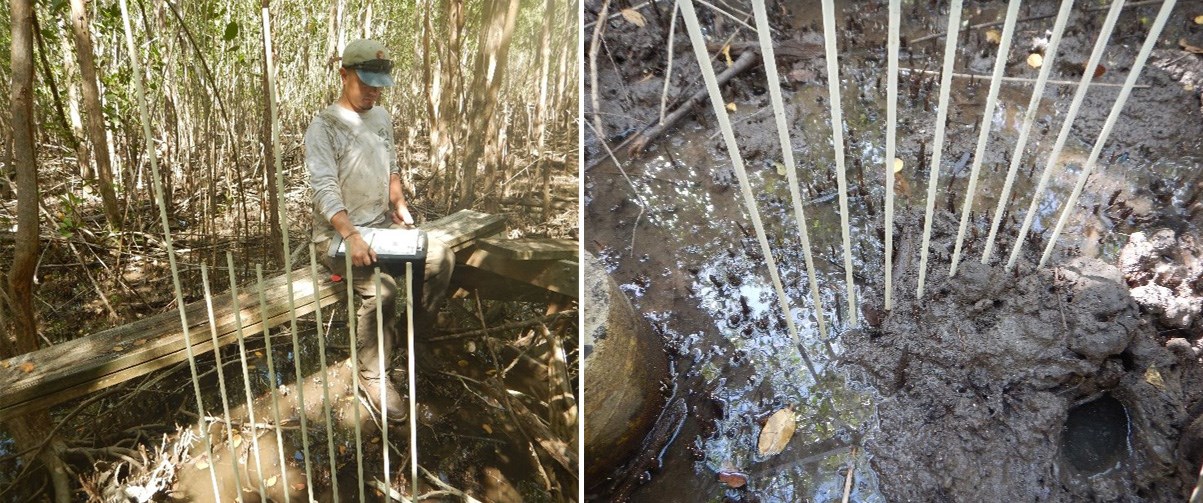 SET monitoring at SARI Man sitting on platform in mangrove with clipboard and fiberglass rods in front, and rods in the mud