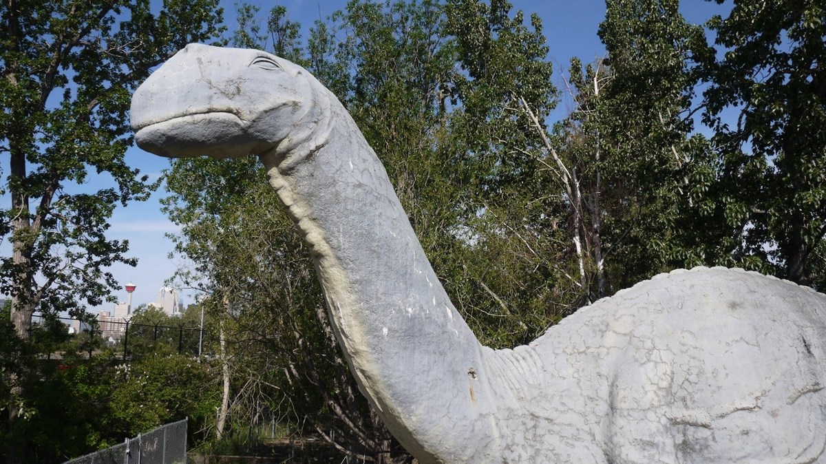 Gray neck and head of neck of an apatosaurus like dinosaur.